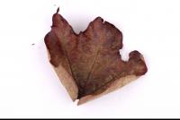 Photo Texture of Leaf 0056
